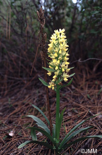 Dactylorhiza romana