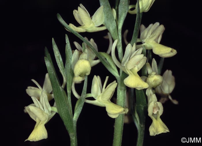 Dactylorhiza romana