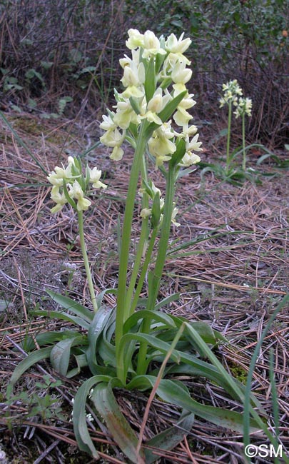Dactylorhiza romana