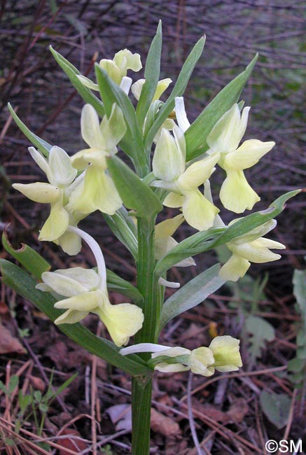 Dactylorhiza romana