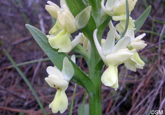 Dactylorhiza romana