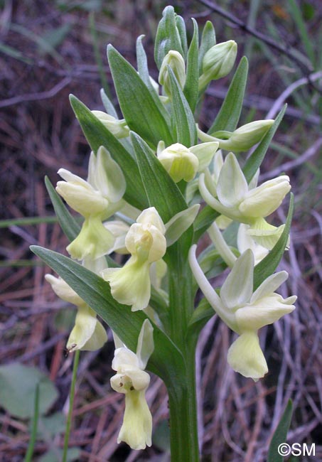 Dactylorhiza romana