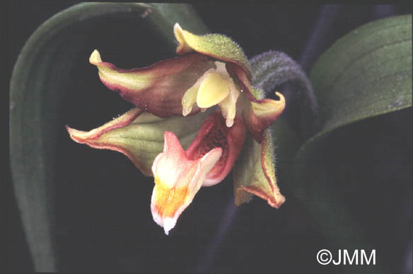 Epipactis veratrifolia