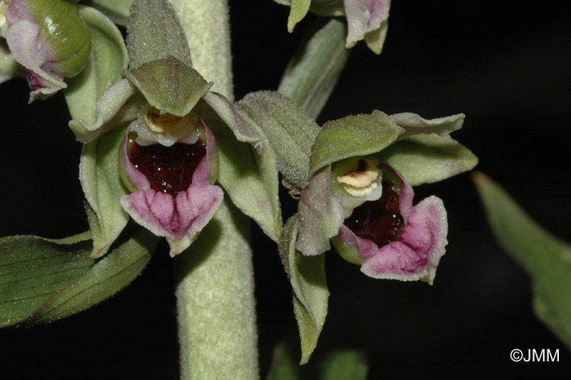 Epipactis condensata