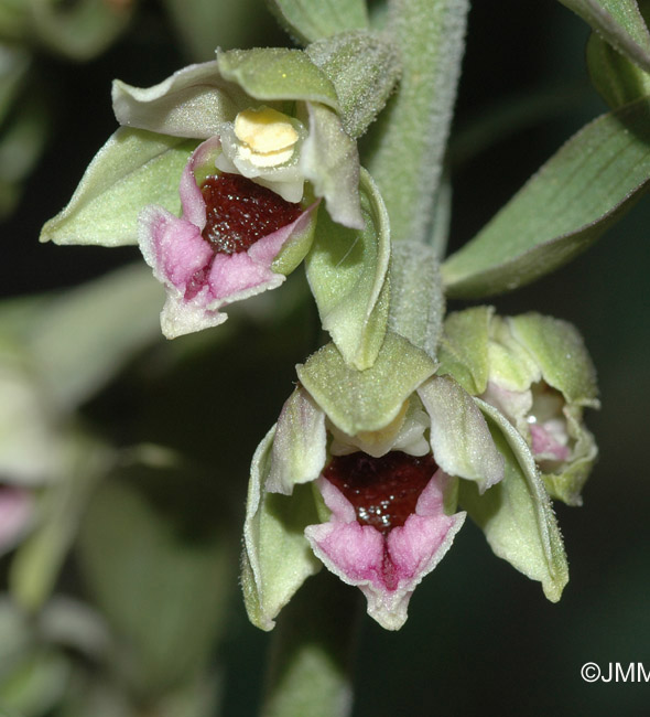 Epipactis condensata