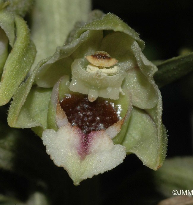 Epipactis condensata