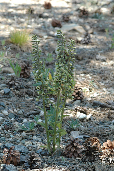 Epipactis condensata