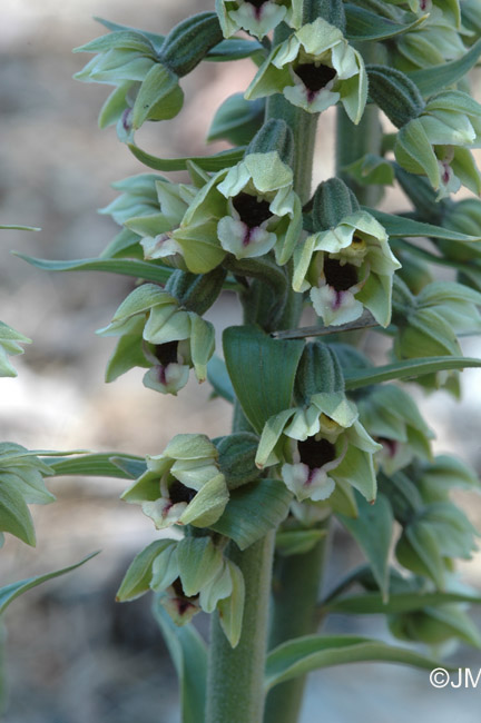 Epipactis condensata