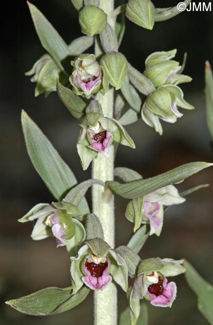 Epipactis condensata