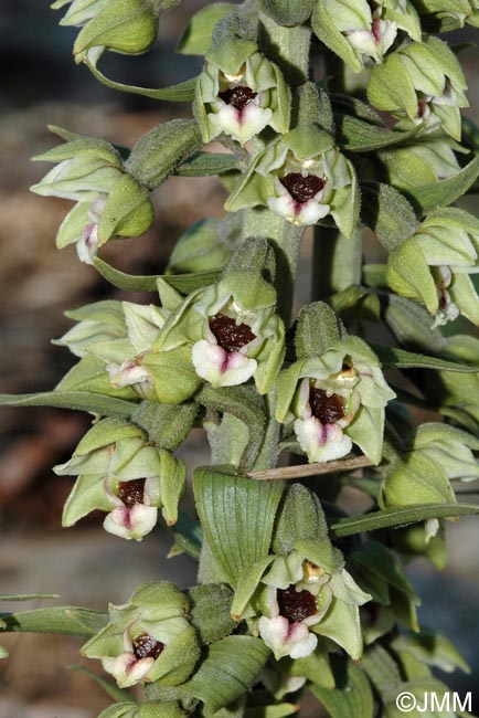 Epipactis condensata