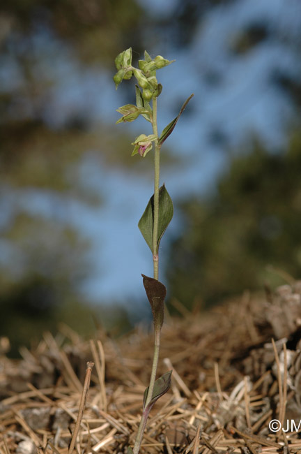 Epipactis troodi