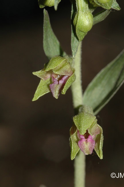 Epipactis troodi