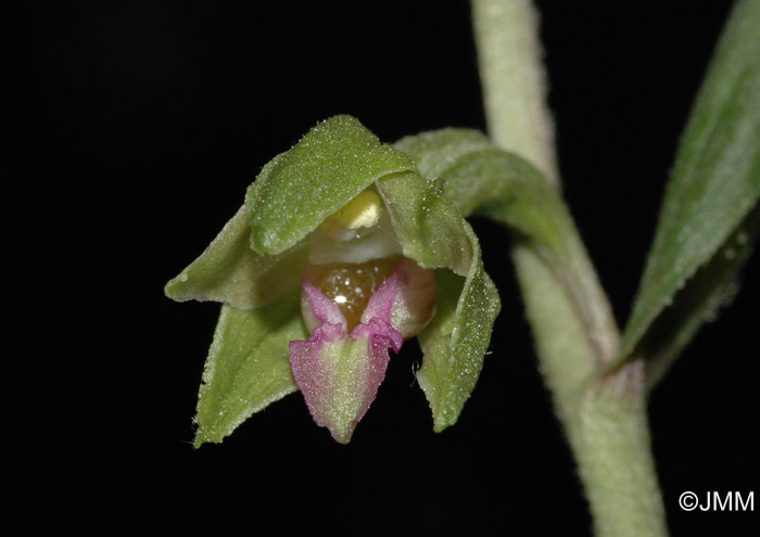 Epipactis troodi