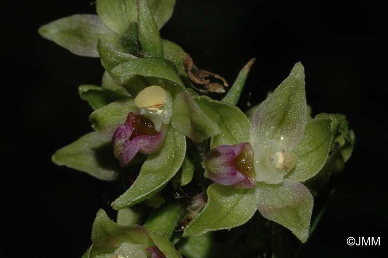 Epipactis troodi