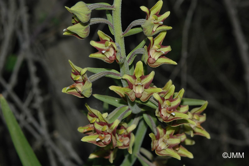 Epipactis veratrifolia