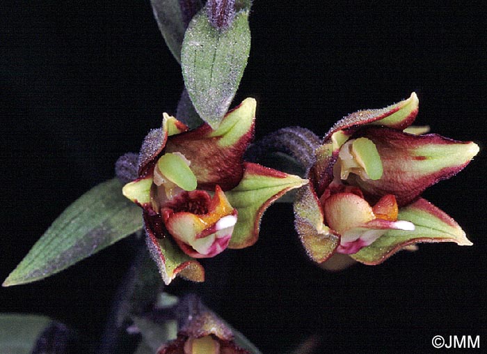 Epipactis veratrifolia
