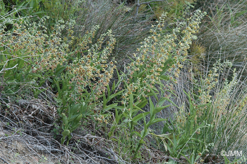 Epipactis veratrifolia