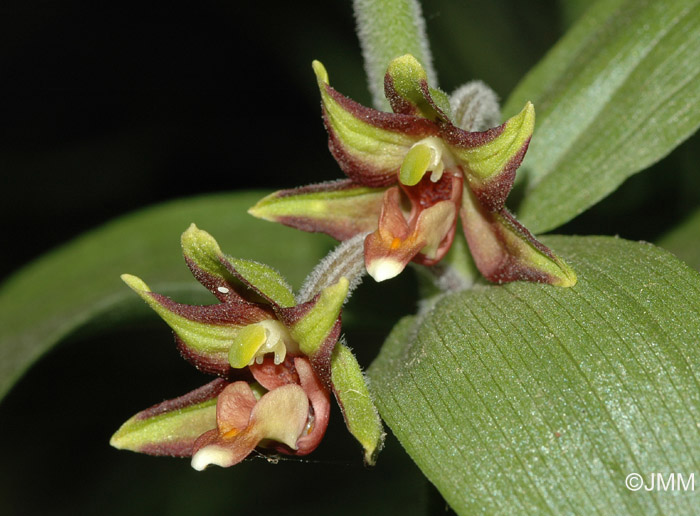 Epipactis veratrifolia