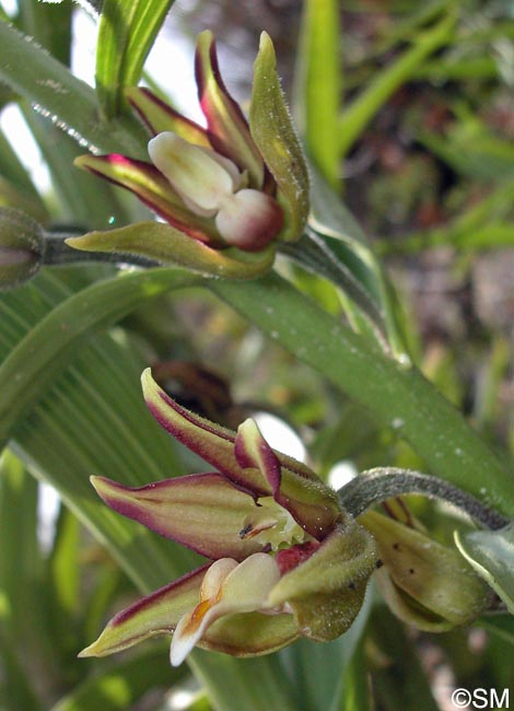 Epipactis veratrifolia