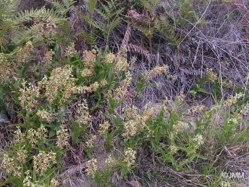 Epipactis veratrifolia