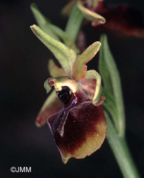 Ophrys alasiatica