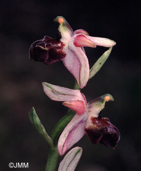 Ophrys elegans