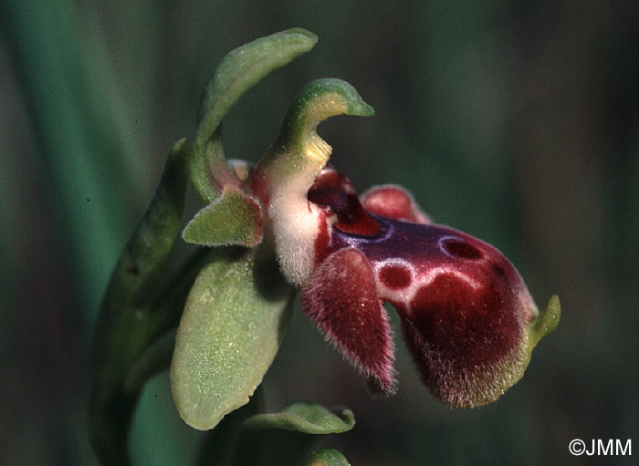 Ophrys flavomarginata