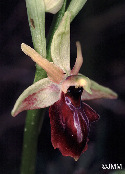 Ophrys alasiatica