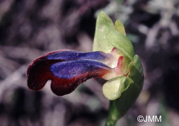 Ophrys iricolor