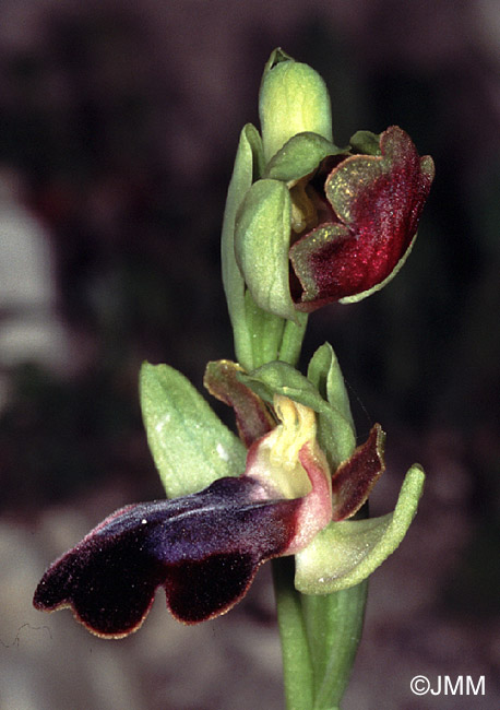 Ophrys iricolor