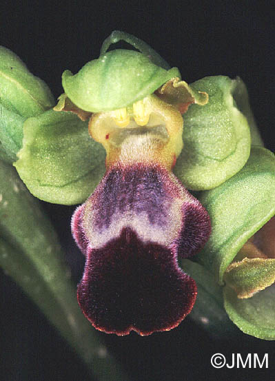 Ophrys israelitica 