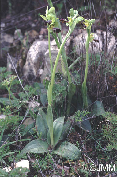 Ophrys israelitica