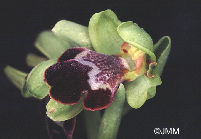 Ophrys israelitica