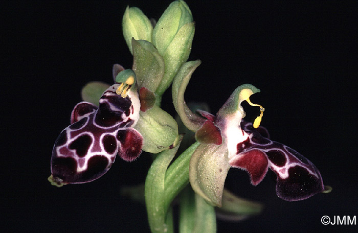 Ophrys kotschyi