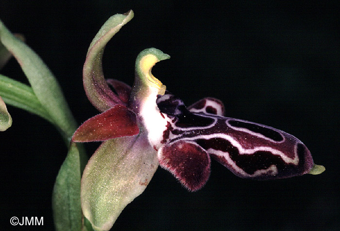 Ophrys kotschyi