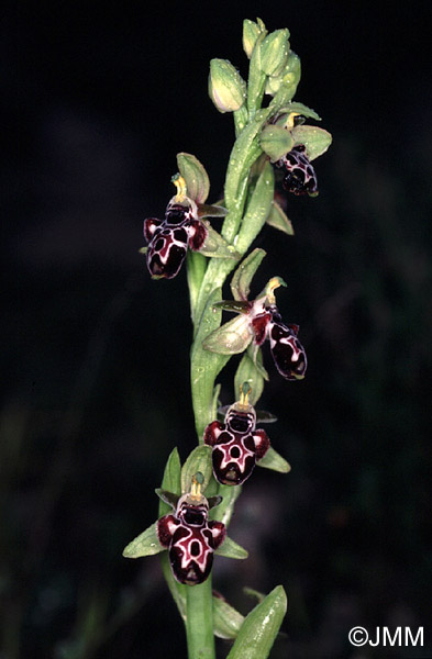 Ophrys kotschyi