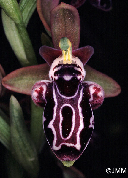 Ophrys kotschyi