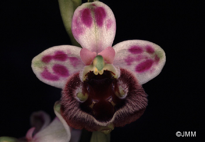 Ophrys levantina