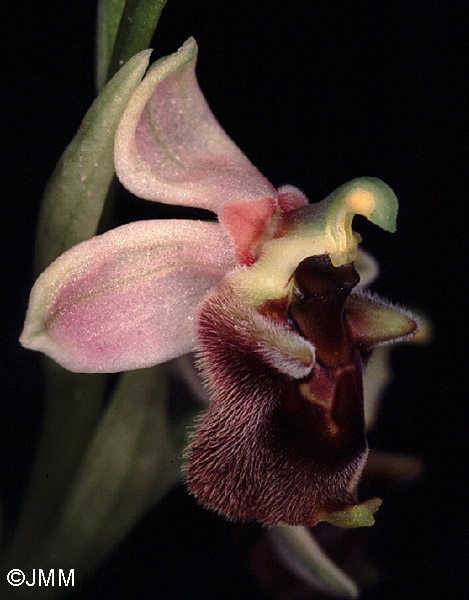 Ophrys levantina