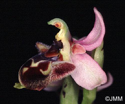 Ophrys levantina x umbilicata