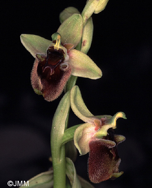 Ophrys levantina