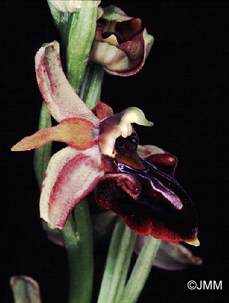 Ophrys morio