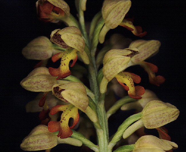 Orchis punctulata 