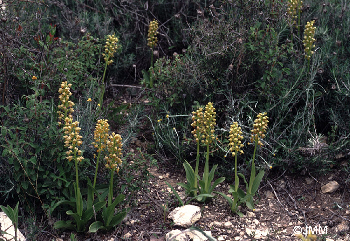 Orchis punctulata 