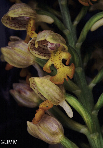 Orchis punctulata 