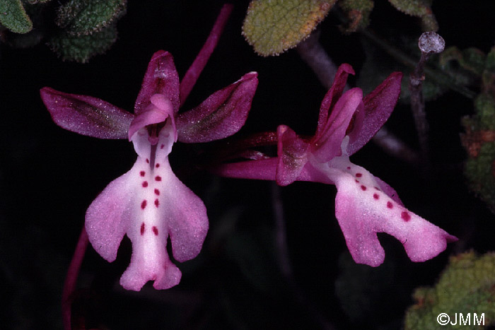 Orchis sezikiana