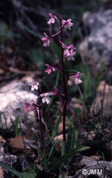 Orchis sezikiana