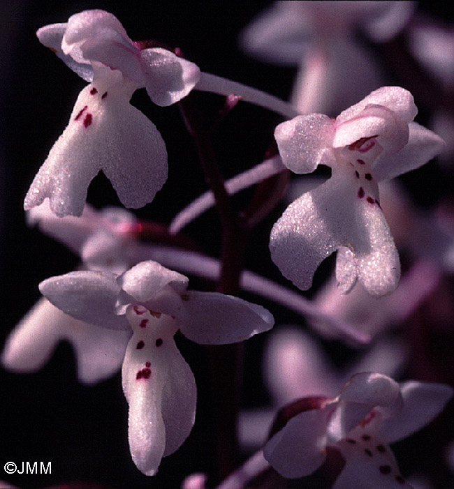 Orchis sezikiana