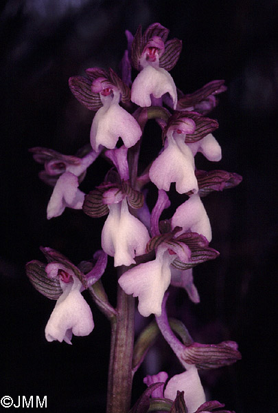 Orchis syriaca