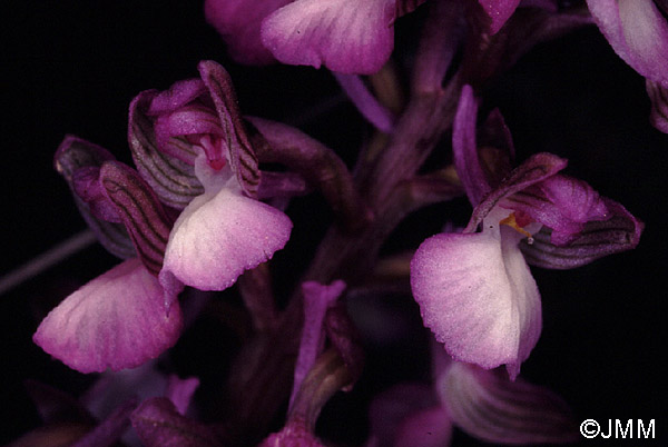 Orchis syriaca